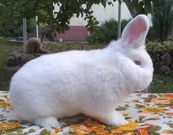 Koupím novozélanského králíka