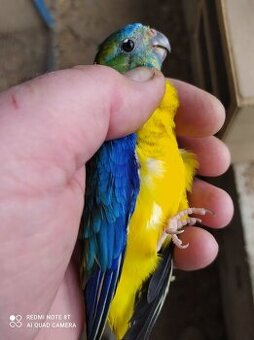 Kouřový, neofemy, alexandři