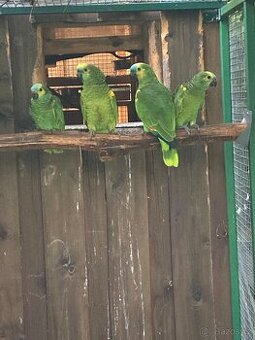 Amazoňan modročelý - 1