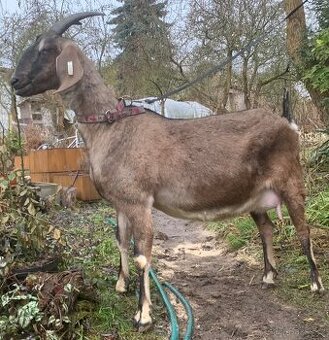 Vysokoprocentní anglonubijská koza