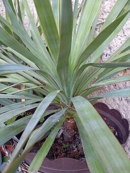 Yucca -palmička