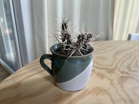 malý kaktus rostlina v hrníčku