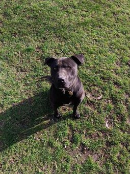 Labrador x Pitbul