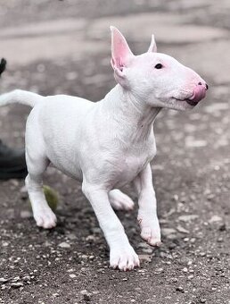 Miniatúrny Bulterier // bullterrier