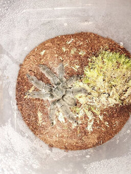 Psalmopoeus irminia - adult samec