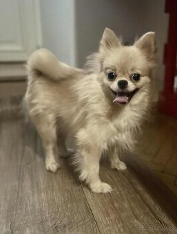 Pomeranian Cream sable
