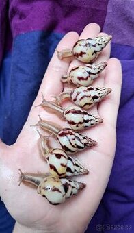 Limicolaria Agathina Nigeria - šnek