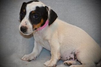 Štěňátka Jack Russell teriér