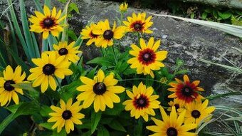 Rudbekie