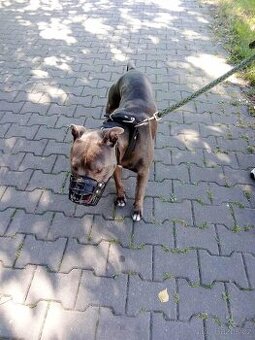 Americký stafordšírský teriér