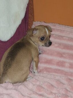 ČIVAVA KRÁTKOSRSTÁ Zlatohnědá slečna