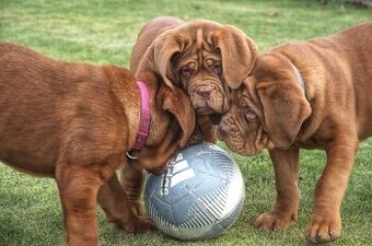Dogue de Bordeaux, Bordeauxska doga, Bordo doga