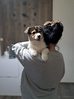 Welsh corgi Pembroke