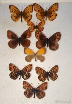 Babočkovití + okačovití