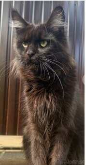 Mainská mývalí kočka s PP