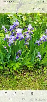 Světle modrý kosatec