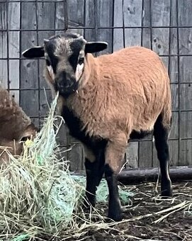 Kamerunský beránek