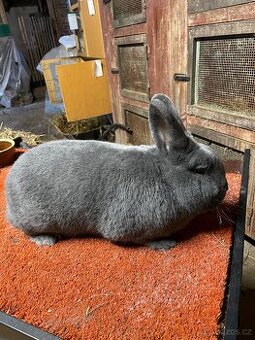 Prodám samce Vídeňského modrého