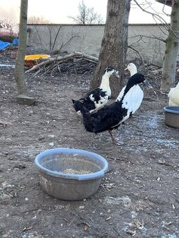 Kachna pekingská x saská