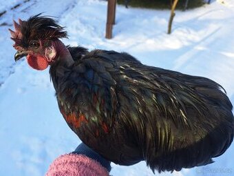 Kohout zakrslé holokrčky