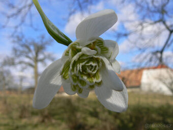 plnokvěté SNĚŽENKY - - viz text a foto