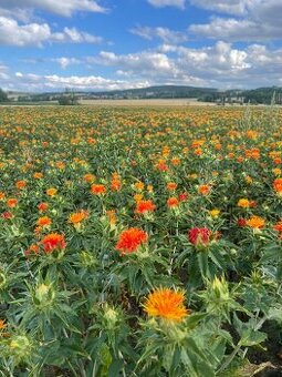 Světlice barvířská