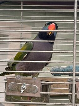 Alexandr Čínský včetně voliéry