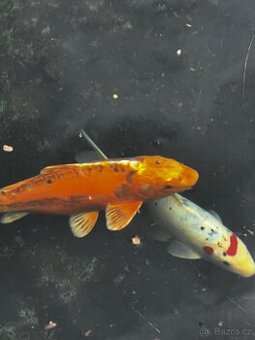 Koi kapři