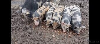 KUNE KUNE pastevecká prasátka