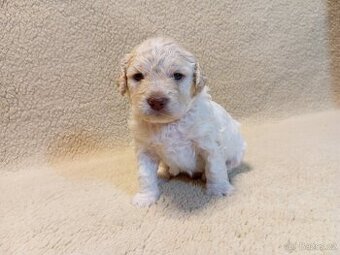 Italský vodní pes - lagotto romagnolo