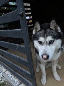 Sibiřský husky