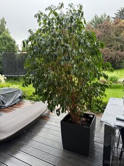 Ficus Benjaminus XXL cca 220cm - 1
