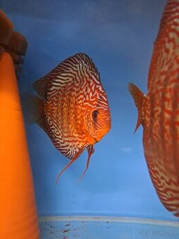 Discus-Terčovec
