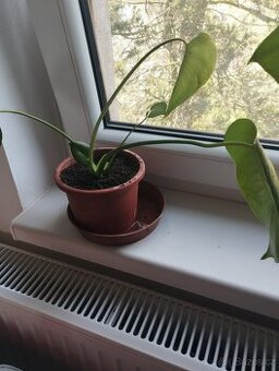 Prodám Monstera skvostná