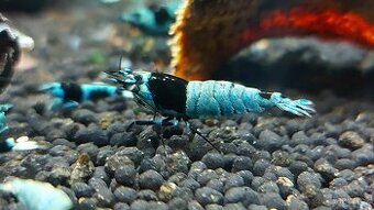 Krevetky Caridina - Blue Mosura Shadow