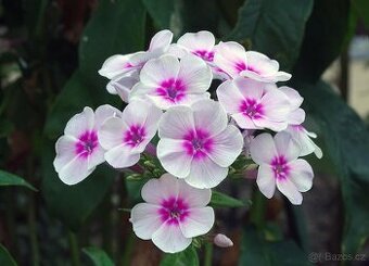 Phlox paniculata Flox svetle ruzovy s tmavsim stredem - 1