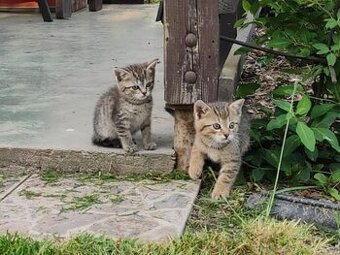 Daruji Kočičku nebo Kocourka