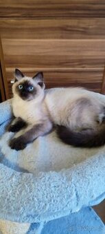 Ragdoll poslední volný kocourek - 1
