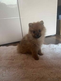 Německý špic malý x pomeranian