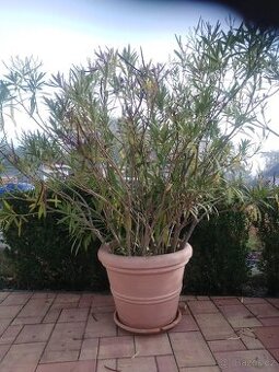 Oleander