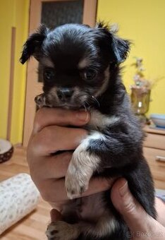 Čivava dlouhosrstý - pejsek- s PP