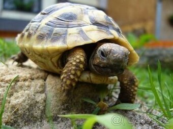 Želva zelenavá a vroubená, mláďata.