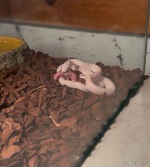 Užovka černá - Albínské zbarvení