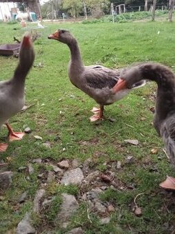 Husa landeská, letošní.