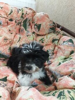 Yorkshire teriér Biro (, Jorkšírský teriér Biro)