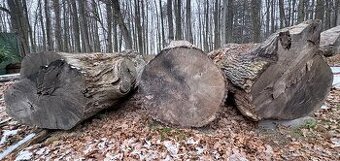 Atypický kmeny dubu  Ø 80–90 cm.