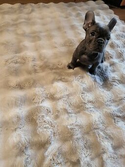 Francouzský buldoček