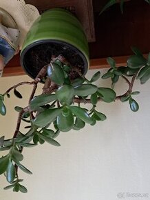 Tlustice symbol bohatství