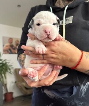 Americký pitbull teriér s pp