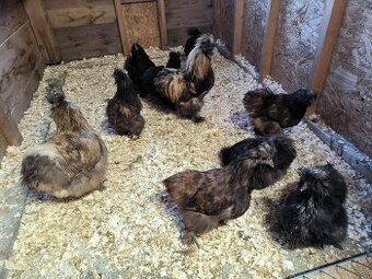 Hedvábničky velké vousaté EU černé a čoko